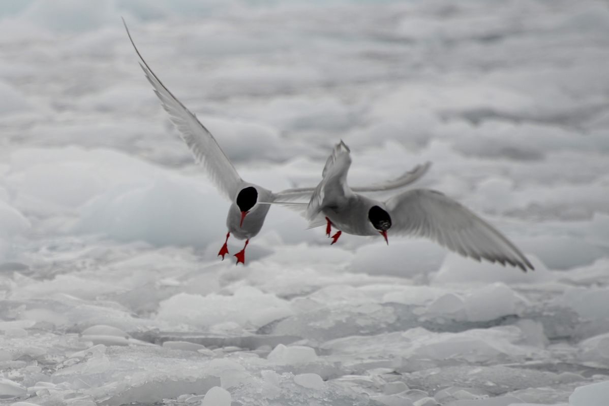 04B Two Antarctic Tern Birds Take Flight From The Ice In The Water Near Danco Island On Quark Expeditions Antarctica Cruise